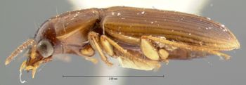 Media type: image;   Entomology 5946 Aspect: habitus lateral view